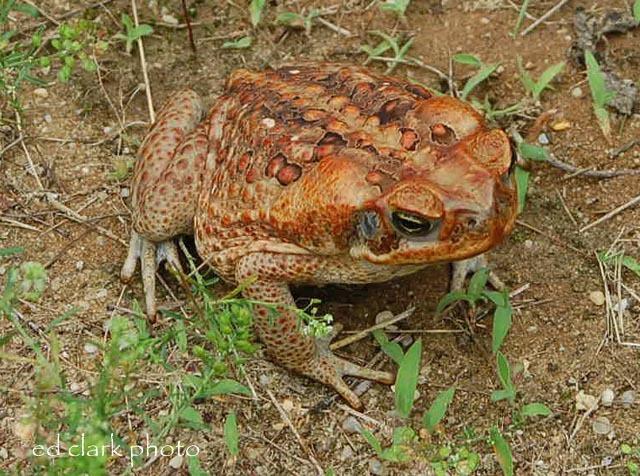 Bufo marinus (Rhinella marina)  Cane Toad03.jpg